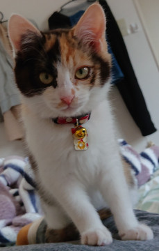 模様がかわいい三毛猫ちゃん