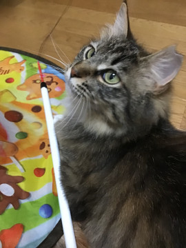 人馴れ猫