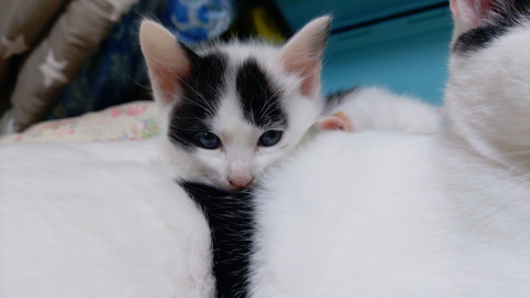 生後一ヶ月仔猫