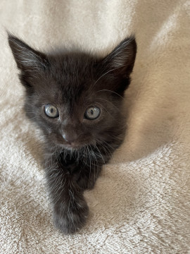 生後1か月黒猫