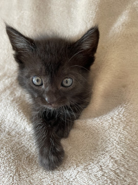 生後1か月黒猫