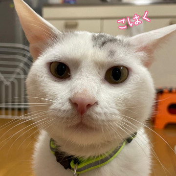 多頭崩壊からきた甘えん坊です!