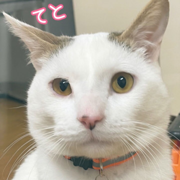 多頭崩壊からきた元気いっぱいな子!