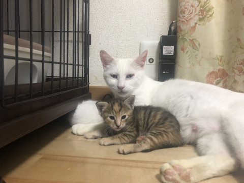 シェリー親子で里親募集