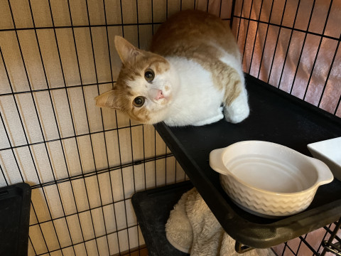 超甘えたのフワフワの茶シロちゃんの里親募
