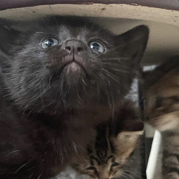 甘えん坊 生後1ヶ月半 黒仔猫