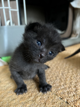 可愛い黒猫かー君