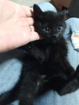美猫クロちゃん