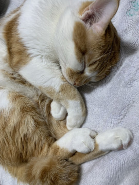 甘えん坊猫くん