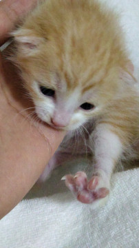 茶白ちゃん(メス)の里親募集