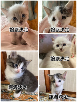 里親募集中