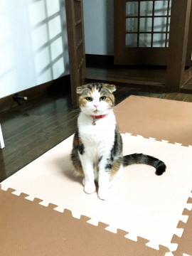 のんびり屋さんのメイ