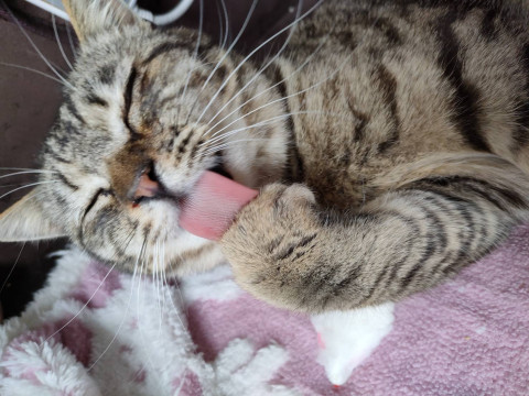 人も猫も大好き♥