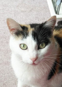 完璧な三毛猫