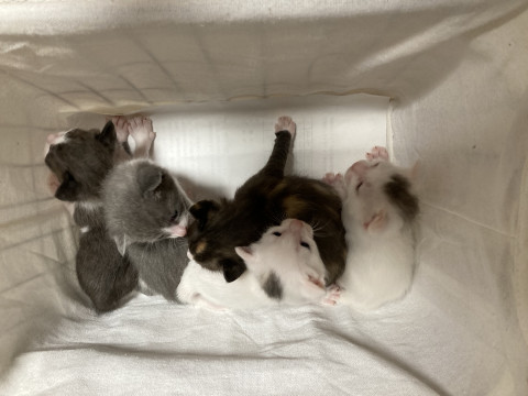 穏やか5兄妹