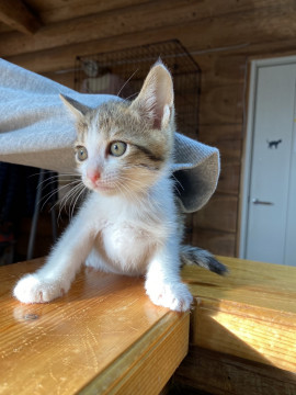 ピンクお鼻のキジ白仔猫ちゃん(代理投稿)