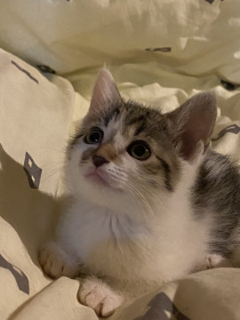 お鼻が黒のキジ白仔猫ちゃん(代理投稿)
