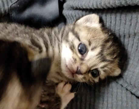キジトラベビー里親さん(一旦停止します)