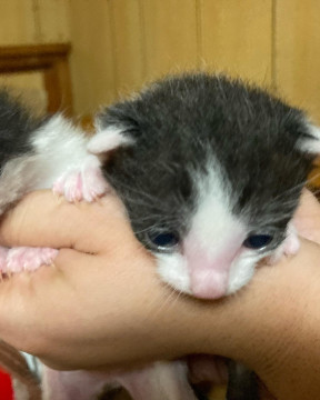 4月27日生まれ おちびちゃん達2匹♂♀