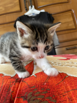活発な女の子です!保護猫