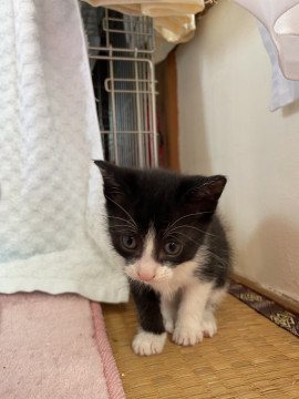 活発なハチワレ女の子です!保護猫