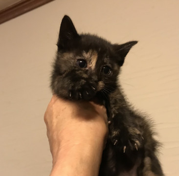 美形サビ猫生後35日