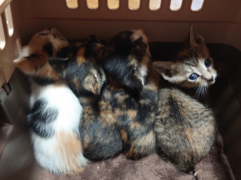 予約受付中?!○三毛猫4姉妹○