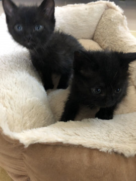 黒猫兄妹 1ヶ月