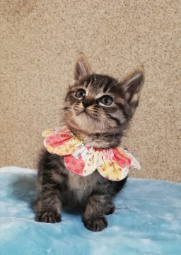 佐保川カントリーにゃんこ