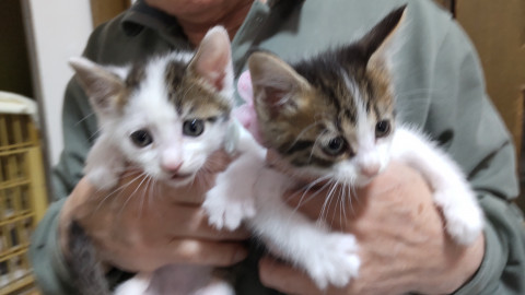 猫]大阪府の里親募集 可愛いヨ4兄妹キジ白♂♀三毛♀グレー縞♀