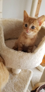 元気いっぱいな子猫