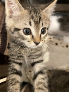 かわいいきじねこモモちゃん