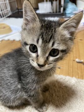 甘えん坊のこむぎちゃん