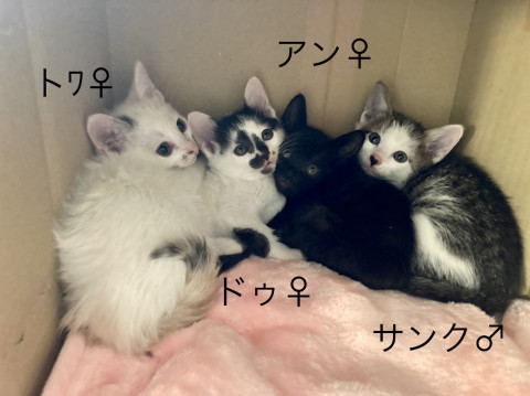 可愛い子猫達達です♪