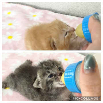 ミルクを飲んでスクスク♡