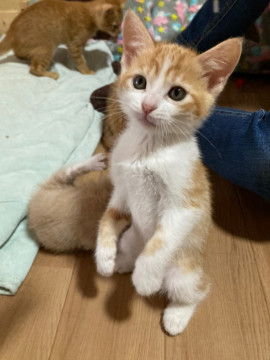 元気いっぱいな子猫