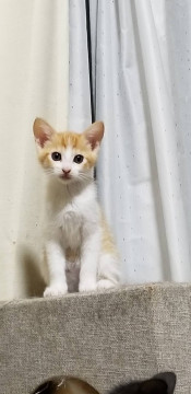 元気いっぱいな子猫