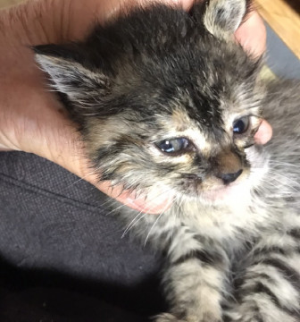 キジトラばかりの兄妹でその妹です