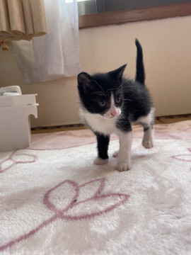 かわいいハチワレちゃん