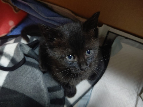 小さくおてんばな黒い子猫ちゃん