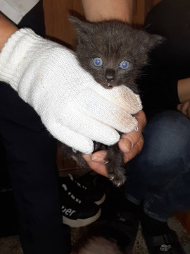 かわいい黒猫ちゃん