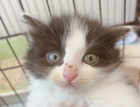 生後約1ヶ月のハチワレ黒白美猫ちゃん