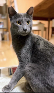 美猫、馴れなれ グレーの レオくんです