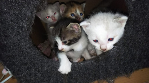 生後３週間の子猫