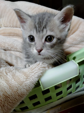 甘えん坊の膝乗り猫です