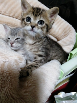 甘えん坊の膝乗り猫です