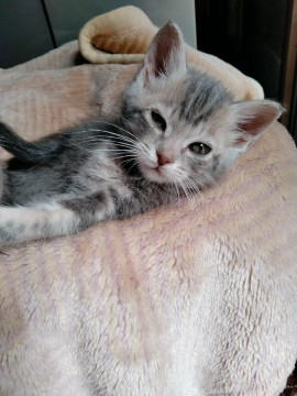 甘えん坊の膝乗り猫です