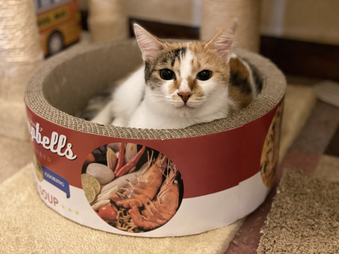 美猫三毛猫 ザクロちゃん☆