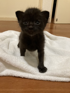 可愛い黒猫ちゃん♡