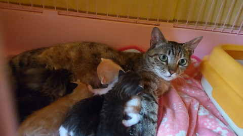子猫６匹が離乳したらリリースの母猫です